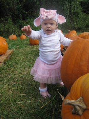 Lambs hiding in the pumpkins!