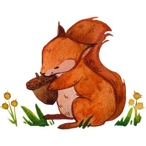 squirrel